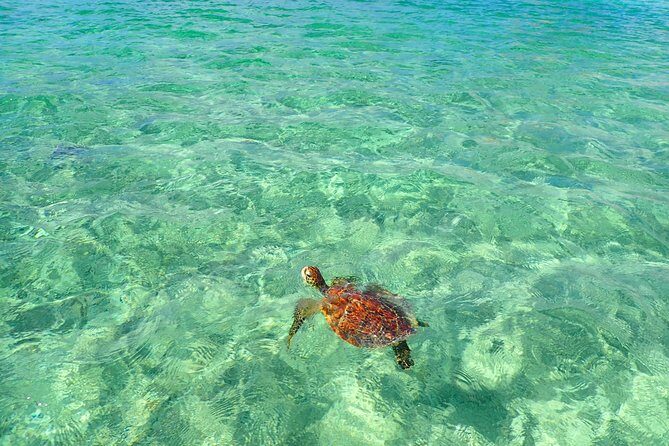 Okinawa Miyakojima Half Day SUPor Canoe & Sea Turtle Snorkeling (Half Day Set) - Stop 1: your snorkeling session (fish first, sea turtles if you’re lucky)