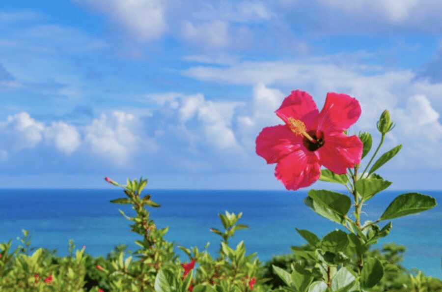 Okinawa Private Custom Tour with Local Guide - Cape Manzamo in Onna Village: the ocean views you’ll remember