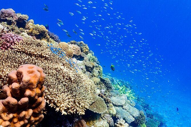 Okinawa: Scuba Diving Tour with Wagyu Lunch and English guide - Motobu wagyu BBQ lunch: what you’re really paying for