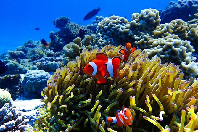 Okinawa: Scuba Diving Tour with Wagyu Lunch and English guide - Ocean Lounge and the 7:00 am start: how the day really flows