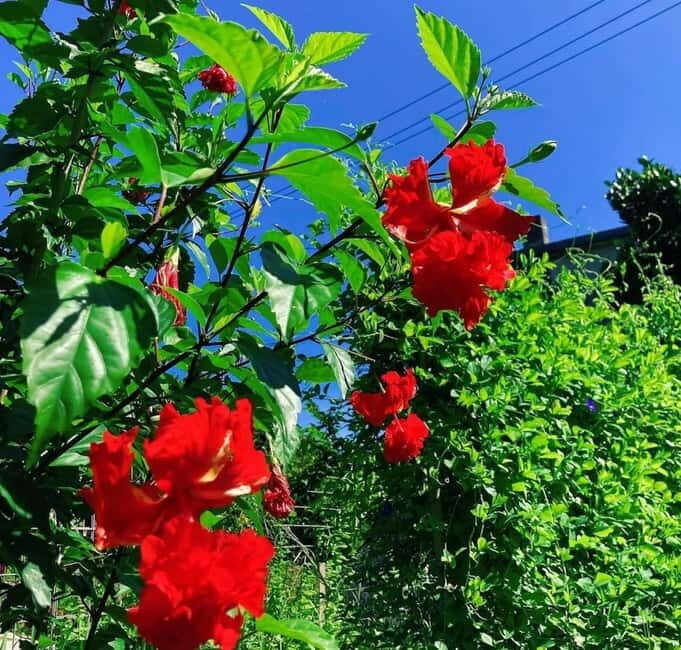 Okinawa: Traditional farming experience & cooking and a meal - Harvest-to-Table on Sesoko Island: What You Actually Get in 150 Minutes
