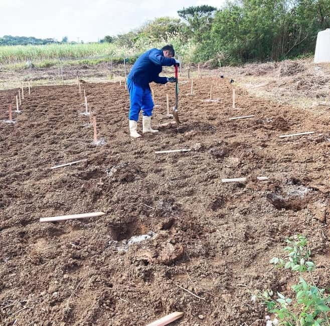 Okinawa: Traditional farming experience & cooking and a meal - The Sesoko Island Farm Visit: Touch, Learn, and Ask Better Questions