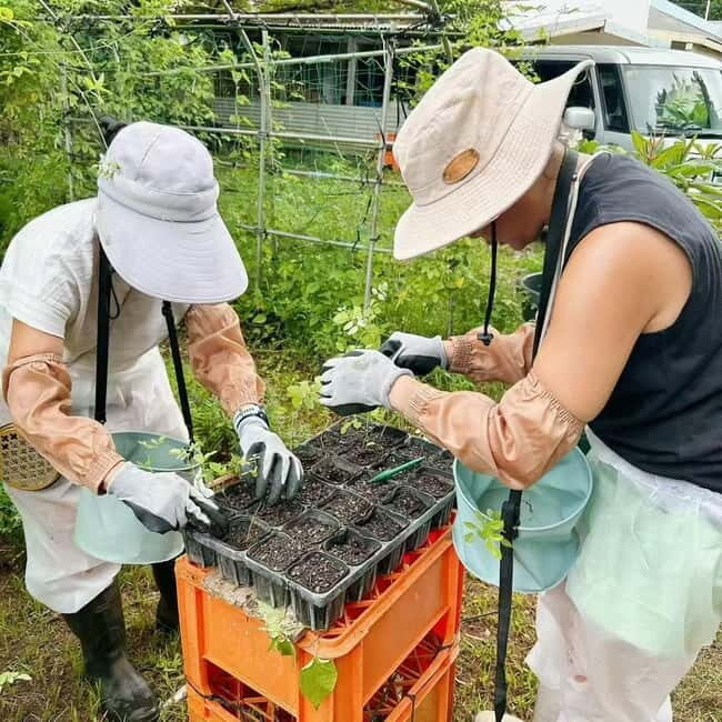 Okinawa: Traditional farming experience & cooking and a meal - Making Kusu at the Factory: The Fun Souvenir Part (That’s Actually Serious)