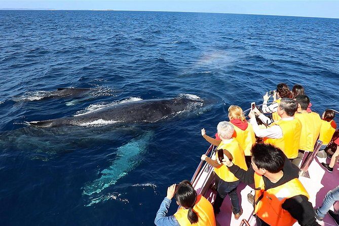 Okinawa Whale Watching From Naha - Winter Whales From Naha: Why This Trip Hits Different