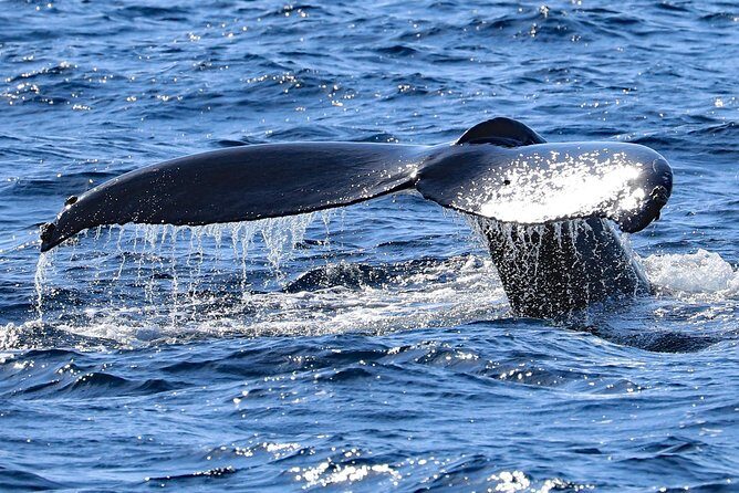 Okinawa Whale Watching From Naha - Kerama Islands Offshore: How the Whale-Spotting Works