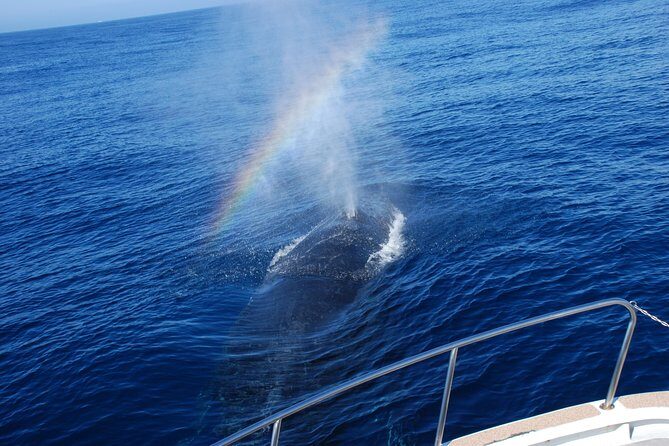 Okinawa Whale Watching From Naha - Drinks, Photos, and the Whale Booklet That Keeps the Trip Going