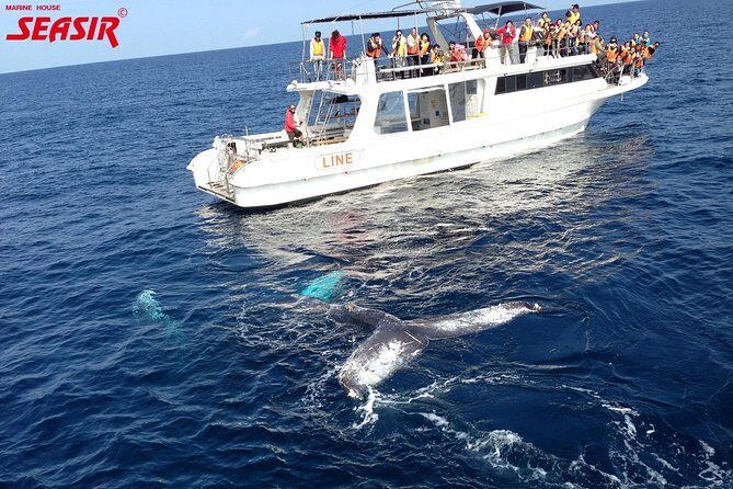 Okinawa Whale Watching From Naha - Price and Value: What $38.22 Buys You (and What It Doesn’t)