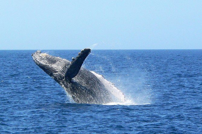 Okinawa Whale Watching From Naha - Who This Tour Suits Best in Naha