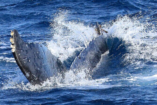 Okinawa Whale Watching From Naha - Getting to Marine Club Berry Naha and the Departure Rhythm