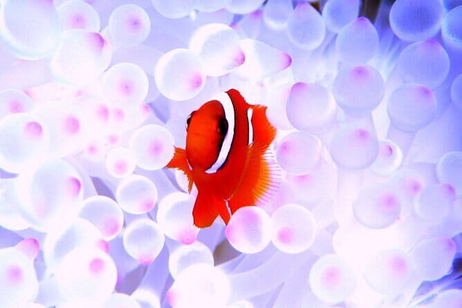 Okinawa:Kerama Islands experience Diving/Snorkeling/WhaleWatching - Key highlights you’ll care about