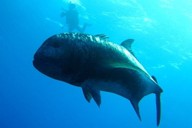 Okinawa:Kerama Islands experience Diving/Snorkeling/WhaleWatching - How the Kerama Islands day starts from Naha