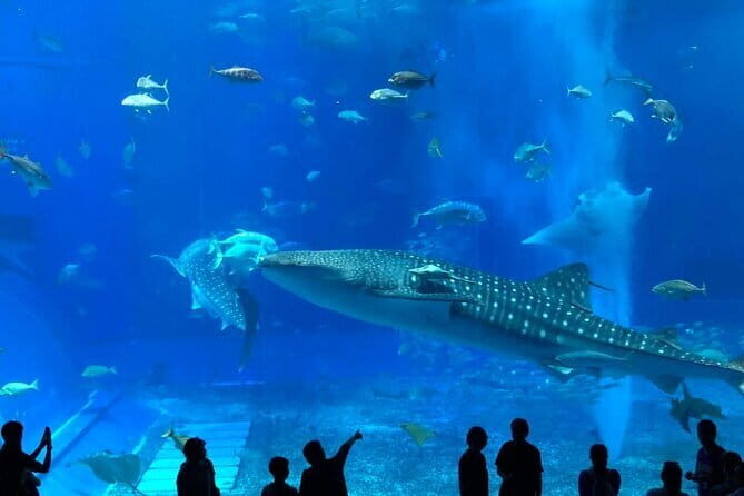 Okinawa:Kerama Islands experience Diving/Snorkeling/WhaleWatching - Price and value: what you’re really paying for