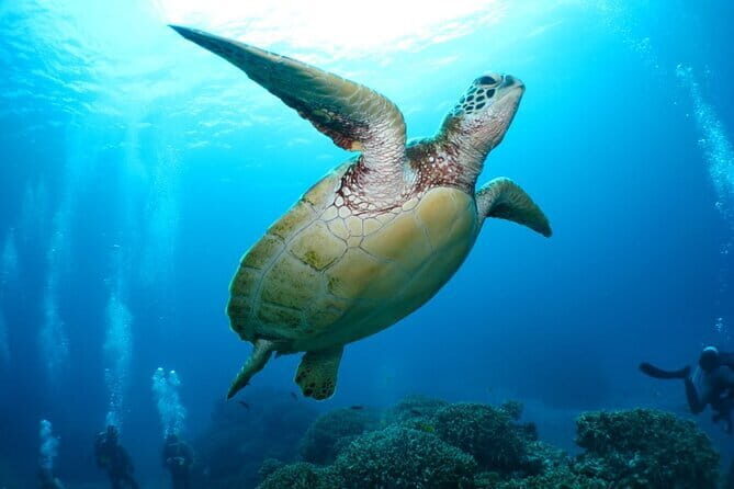 Okinawa:Kerama Islands experience Diving/Snorkeling/WhaleWatching - Whale watching season: when you might spot something big