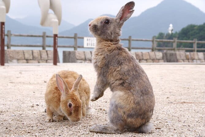 Okunoshima Rabbit Island Cycling Tour with Local Guide - Getting There and Meeting at Kyukamura Okunoshima