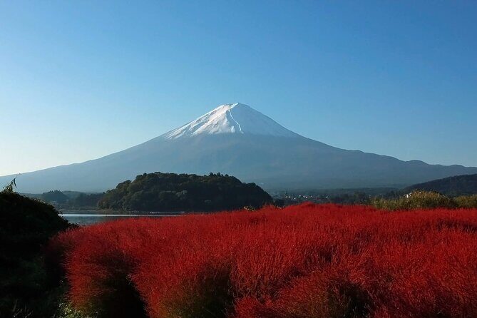 One Day Tour to Oishi Park and Fruit Picking in Mt. Fuji Tokyo - Key points to know before you go