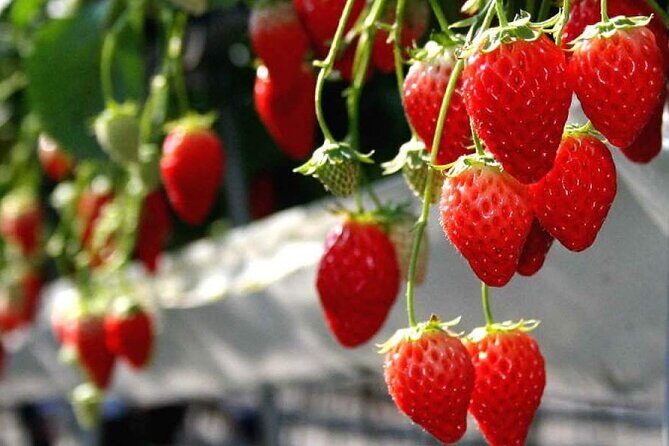 One Day Tour to Oishi Park and Fruit Picking in Mt. Fuji Tokyo - Yamanashi farm stop: the fruit picking part you’ll remember