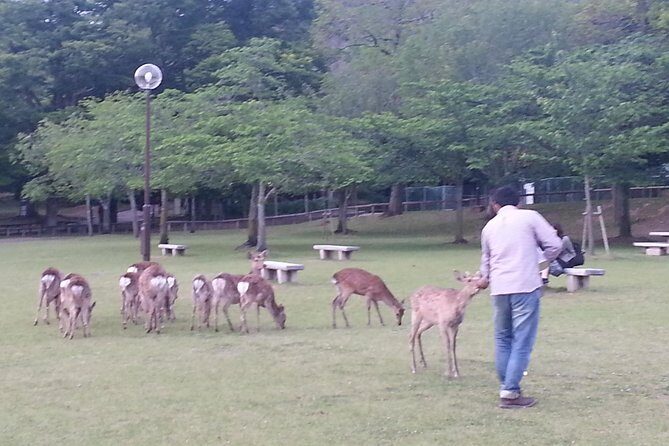 One-Day Walking Tour of Amazing 8th Century Capital Nara - Your 8-hour walking route: what each stop gives you