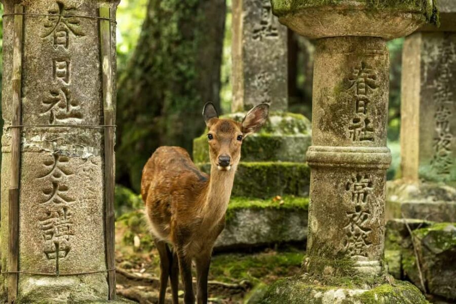 Osaka and Nara Customized Private tour with English Driver - Quick Hits Worth Planning For