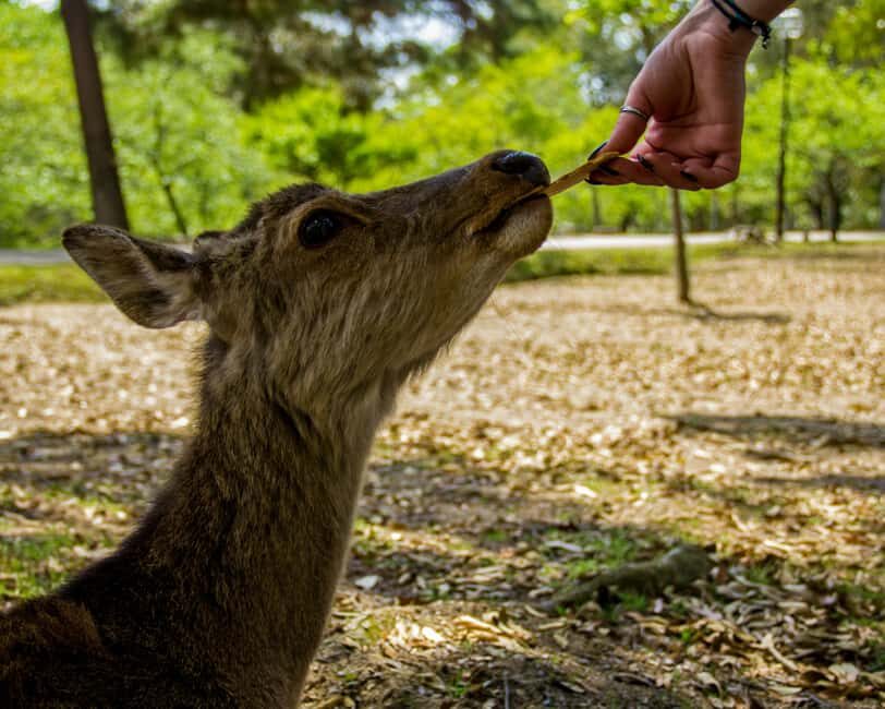 Osaka and Nara Customized Private tour with English Driver - How This Private Tour Feels Different Than DIY