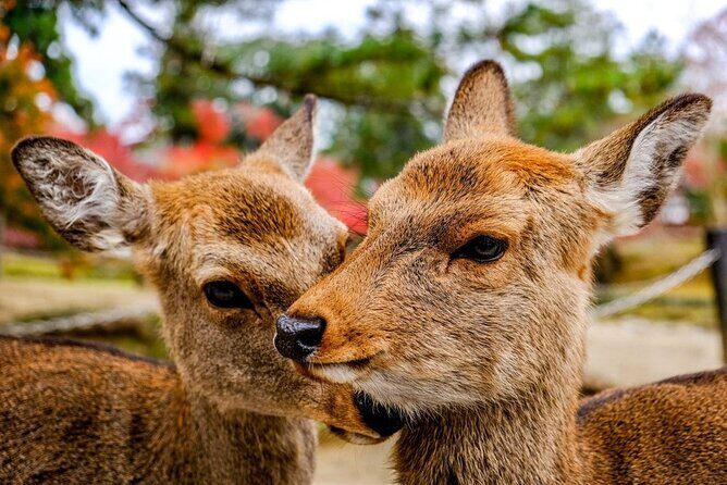 Osaka and Nara Day Tour with Private Transportation - Private Transportation That Actually Saves Your Day
