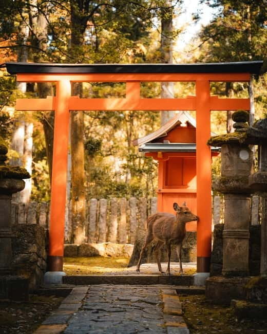 Osaka: Kyoto and Nara Private Day Trip - A 10-Hour Osaka Day Trip That Blends Icons and Slower Moments