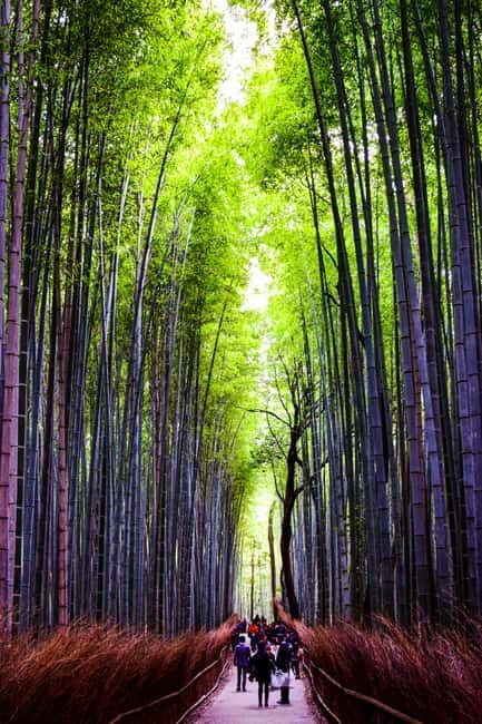 Osaka: Kyoto and Nara Private Day Trip - Nara Park and Tōdai-ji: Deer Encounters and a Buddha You Can’t Shrink