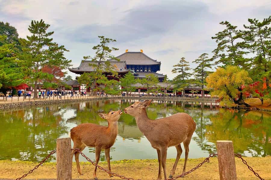 Osaka/Kyoto: Arashiyama, Nara & Fushimi Inari Shrine w/Lunch - Transportation and Comfort: What Matters in Hot Months