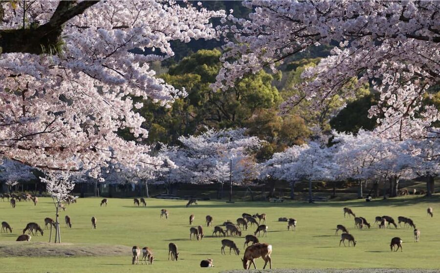 Osaka/Kyoto: Arashiyama, Nara Park, Fushimi Shrine Tour - Arashiyama: Togetsukyo Bridge views and bamboo-area walking time