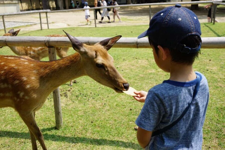 Osaka/Kyoto: Arashiyama, Nara Park, Fushimi Shrine Tour - Nara Park: 1,000+ deer, Kasuga area vibes, and a big green pause
