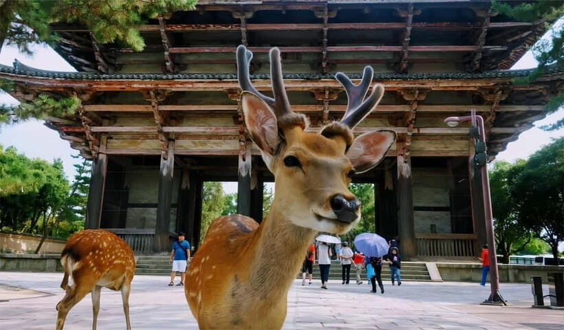 Osaka: Kyoto Highlights Tour and Pottery Workshop Experience - How the Osaka-to-Kyoto day trip really works