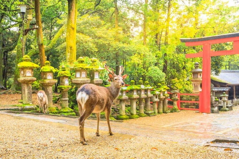 Osaka: Kyoto Highlights Tour and Pottery Workshop Experience - Price and value: what $116 includes (and where extra costs show up)