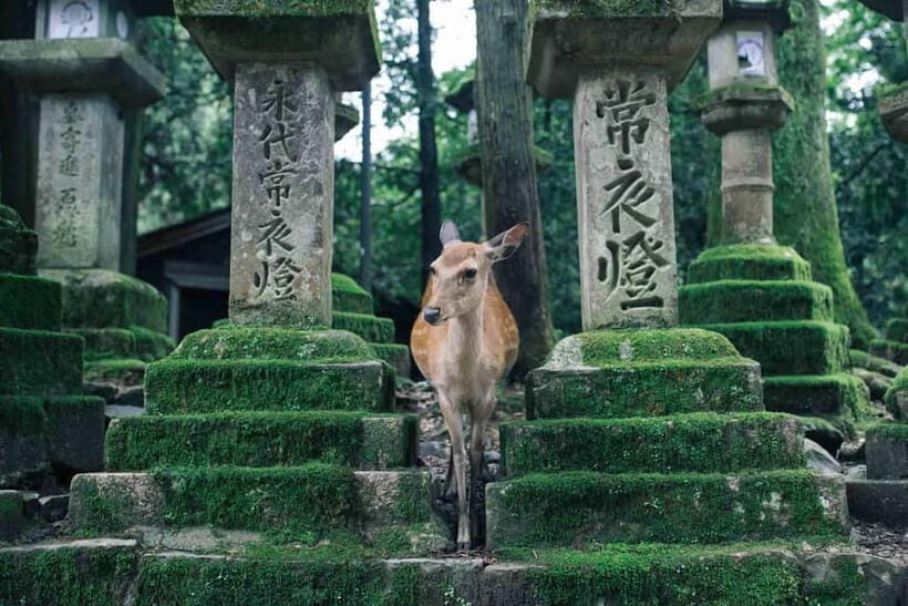 Osaka: Kyoto Highlights Tour and Pottery Workshop Experience - 08:30 departure and the fast route to Kinkaku-ji (Golden Pavilion)
