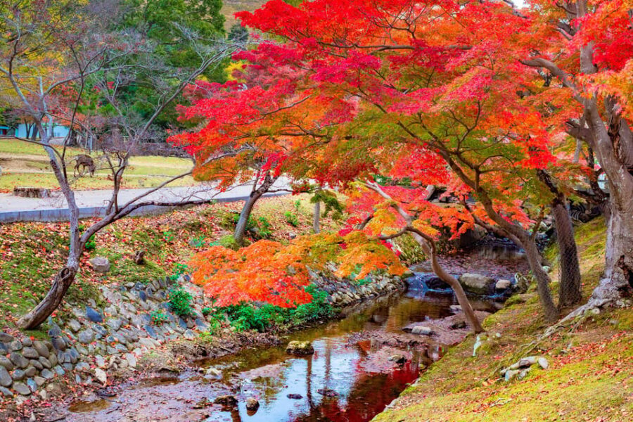 Osaka/Kyoto: Katsuoji, Kinkakuji, Arashiyama 1-Day Bus Tour - Nonomiya Shrine: A Happy Place to Pray for Love