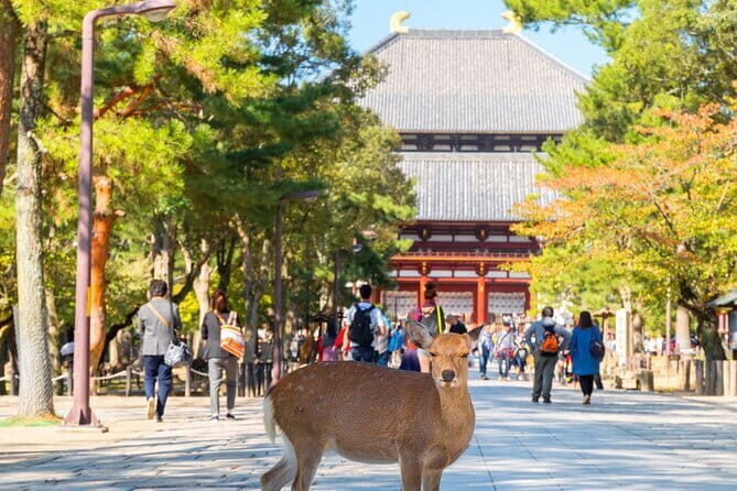 Osaka & Kyoto & Nara Top Hightlights English Speaking Tour - Price and value: what $54 covers, and what you’ll likely add