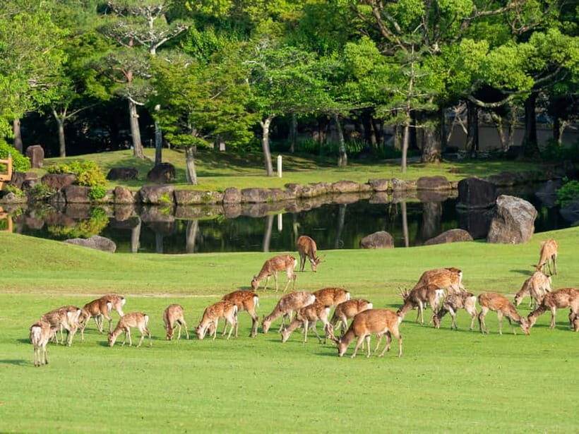 Osaka: Kyoto & Nara & Uji Historical and Scenic One-Day Tour - Key highlights worth caring about
