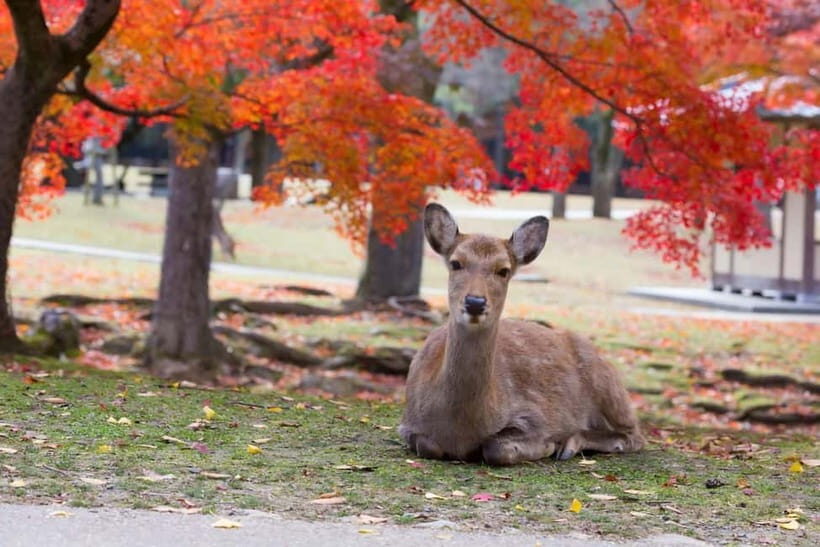 Osaka: Kyoto & Nara & Uji Historical and Scenic One-Day Tour - Nara Park: Deer Feeding, Photo Time, and Gentle Rules