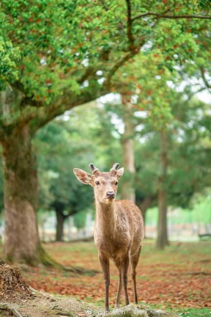 Osaka: Kyoto & Nara & Uji Historical and Scenic One-Day Tour - Todaiji Temple: Going Inside the Giant Bronze Buddha Moment