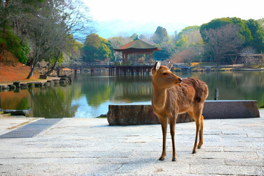 Osaka/Kyoto: Private Kyoto and Nara Day Trip - Comfort matters: air-conditioning, Wi‑Fi, and an English-speaking driver