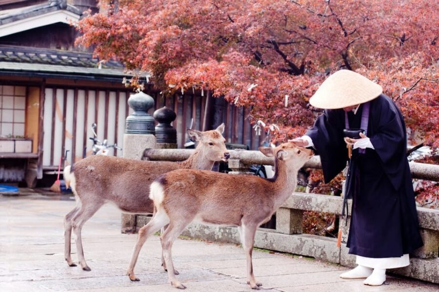 Osaka/Kyoto: Private Kyoto and Nara Day Trip - Kasuga-taisha: shrine atmosphere and a calmer finish