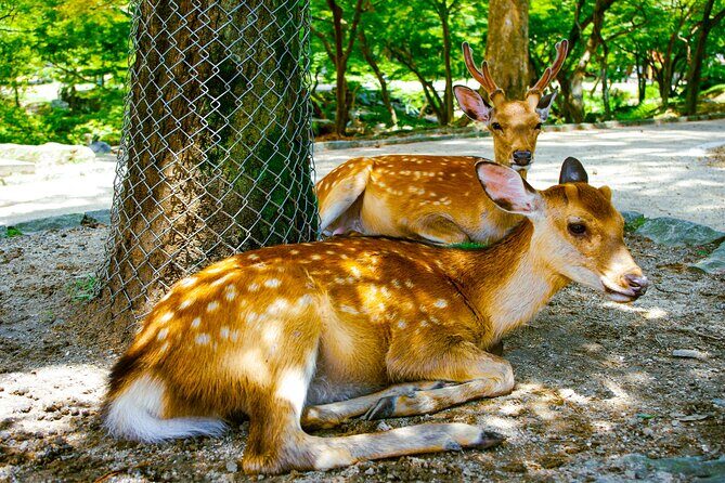Osaka & Nara in 1-Day by Private Van with Local Expert Guide - American Village, Dotonbori, and Shinsaibashi: Where Osaka Gets Loud