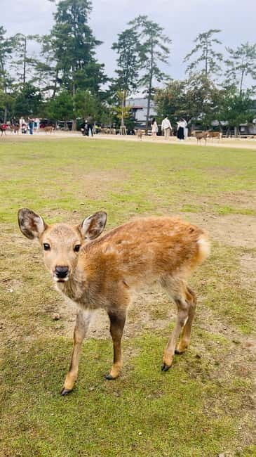 Osaka & Nara: Private Tour with English speaking guide - How the private door-to-door pickup sets the tone