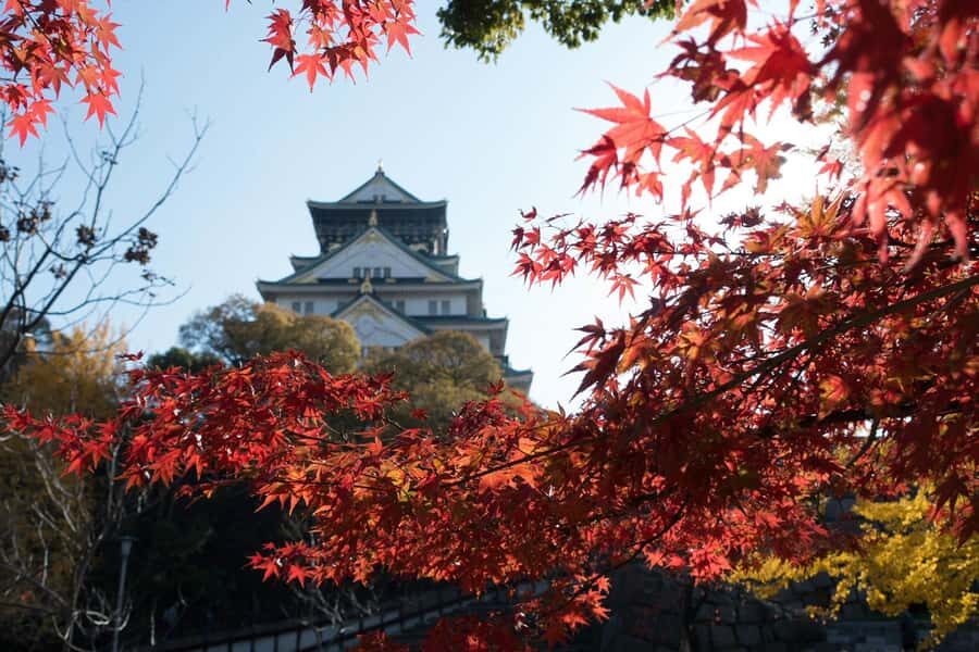 Osaka: Osaka Castle 3 hours Historical Walking Tour - Osaka Castle Park: where you see the city living around the monument