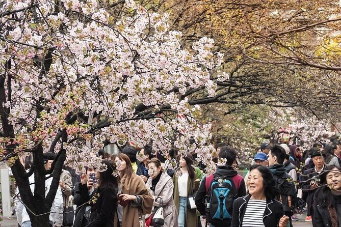 Osaka Private Cherry Blossom Tour with a Local – Picnic Included - Stop 2: Osaka Castle Park Bridge Views and Water Reflections