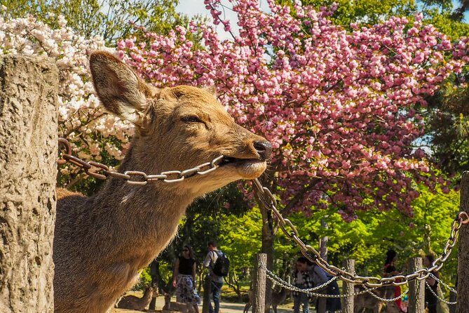 Osaka Private Cherry Blossom Tour with a Local – Picnic Included - Stop 4: Temple Garden for the Four Heavenly Kings