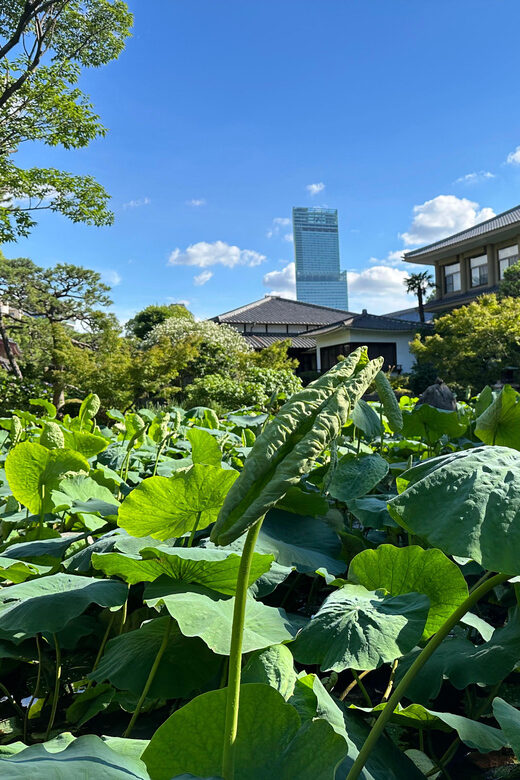 Osaka: Private Tour of Shitennoji, Osaka's Oldest Temple - What to Expect on the Ground (and How to Prep)