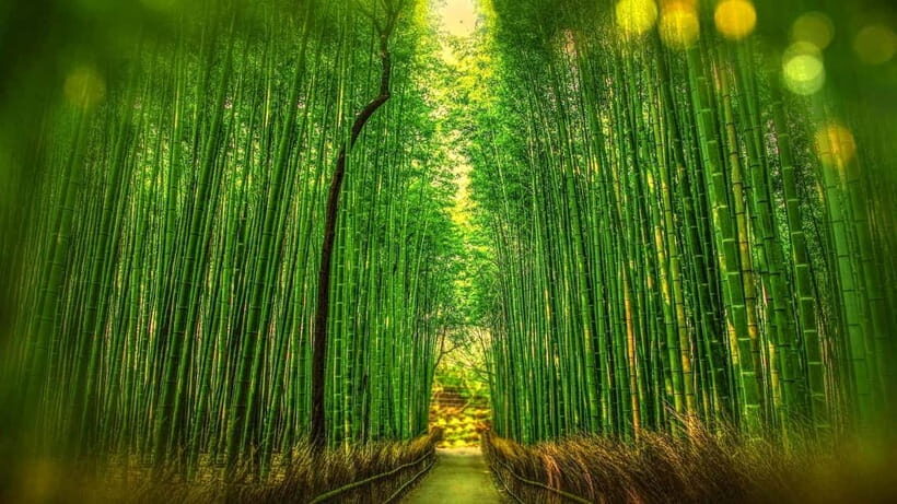 Osaka to Kyoto: Arashiyama Bamboo Grove Small Group Tour - Why this Osaka to Kyoto day tour works so well