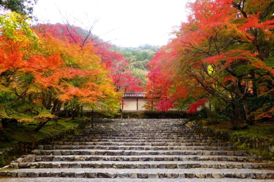 Osaka to Kyoto: Arashiyama Bamboo Grove Small Group Tour - Comfort rules that affect your day (and your photos)