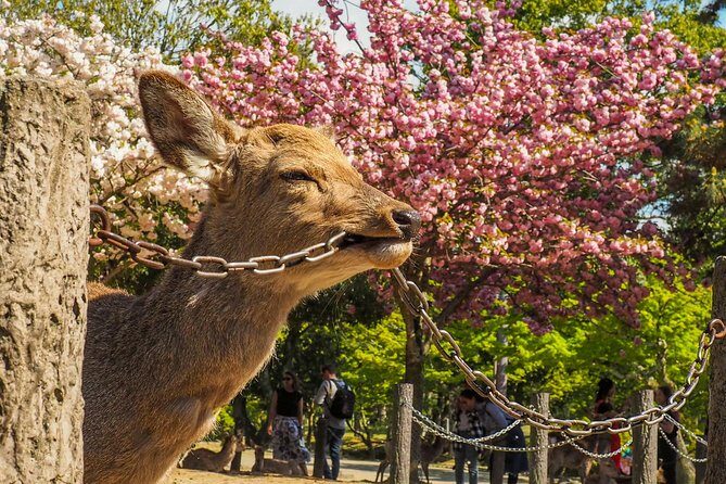 Osaka to Nara Day Trip with a Local – Private & Personalized - Nara Park deer and forest paths: the gentle start