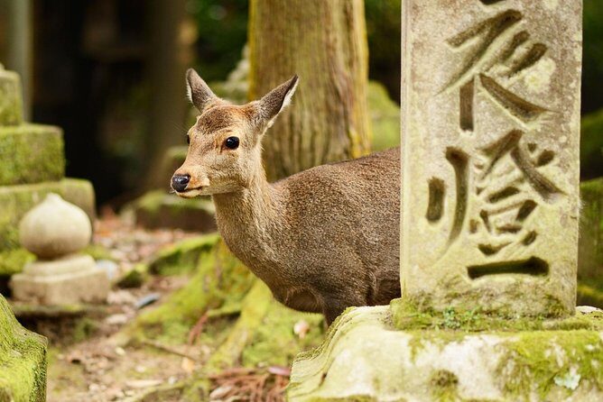 Osaka to Nara Day Trip with a Local – Private & Personalized - Booking with confidence: what to ask your guide