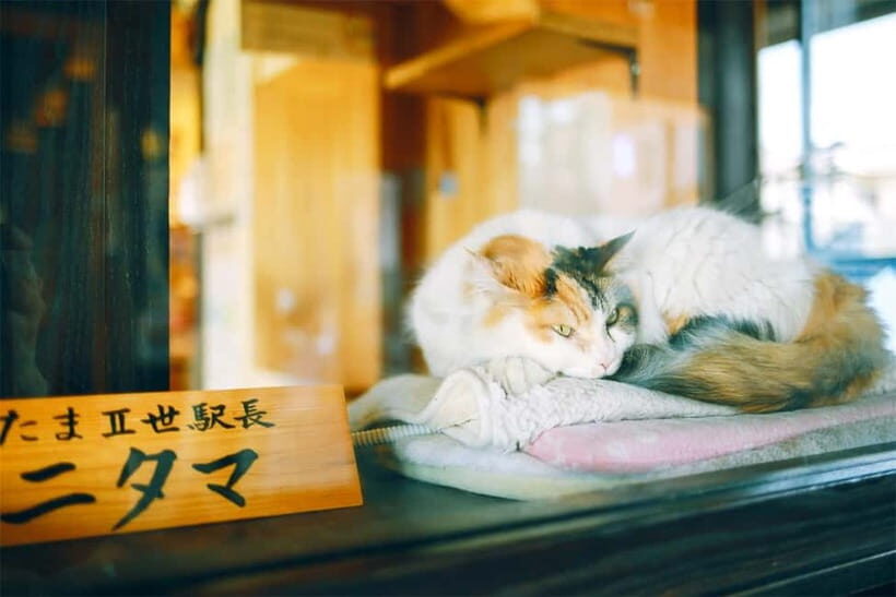 Osaka: Wakayama Cat Train, Seafood market, Hot Springs Tour - ToreTore Market in Shirahama: tuna cutting, shopping, and food timing
